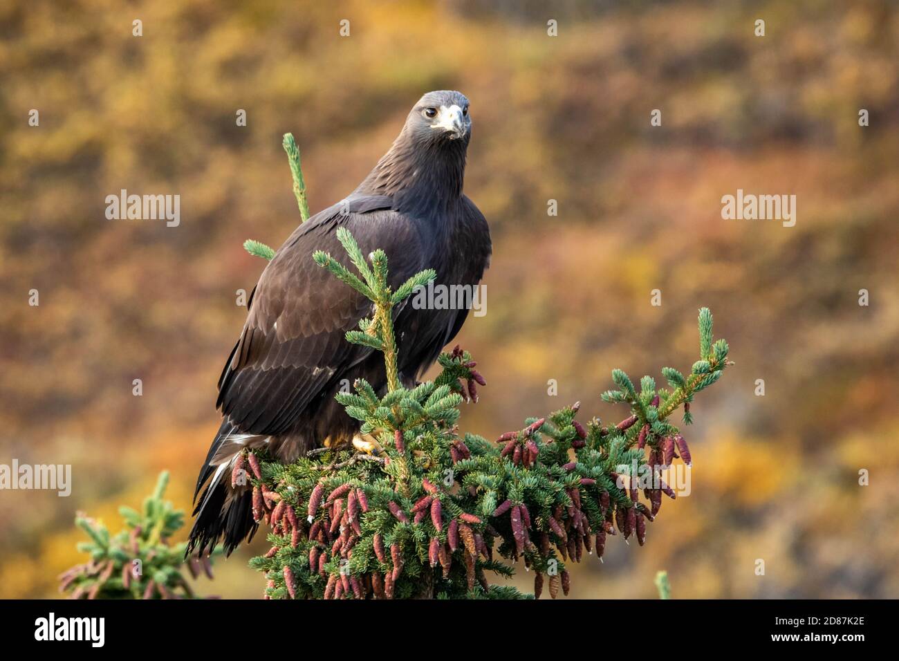 Gros plan sur le portrait Golden Eagle au parc national Denali à Alaska à l'automne Banque D'Images