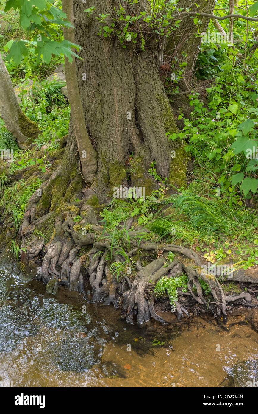 Arbre racines sur la banque d'un ruisseau clair, Allemagne Banque D'Images