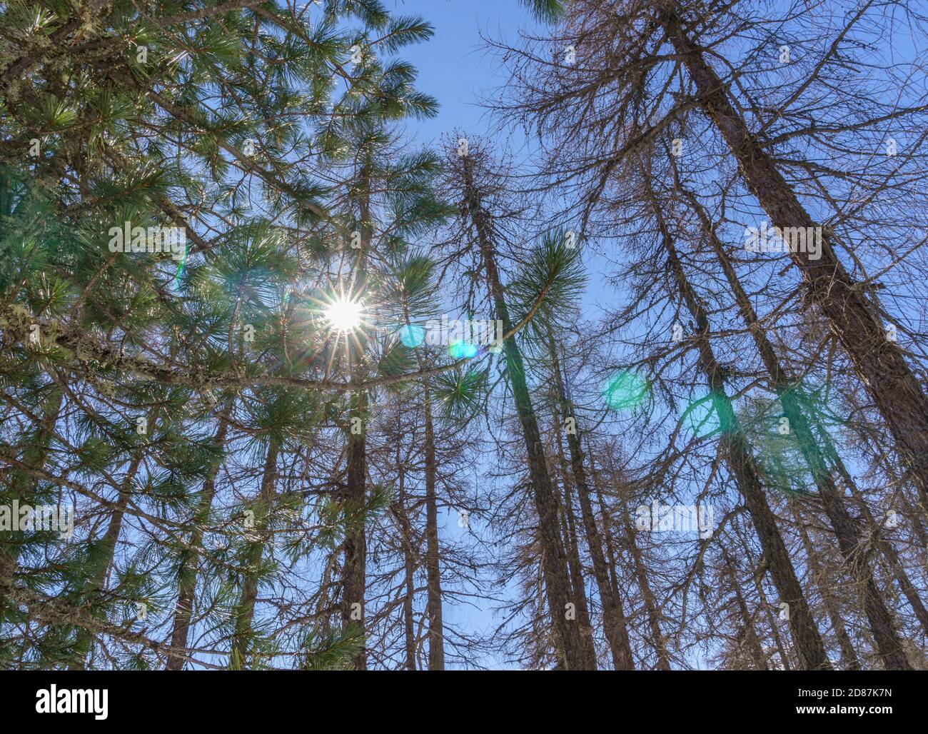 Soleil sur ciel bleu brillant à travers mélèze et sapin Banque D'Images