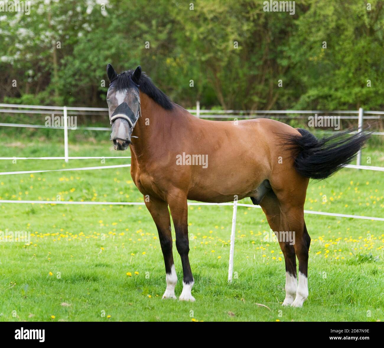 Jeune cheval de sport sur pâturage Banque D'Images