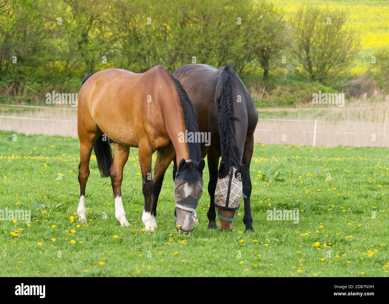 Paire de jeunes chevaux de sport sur pâturage Banque D'Images