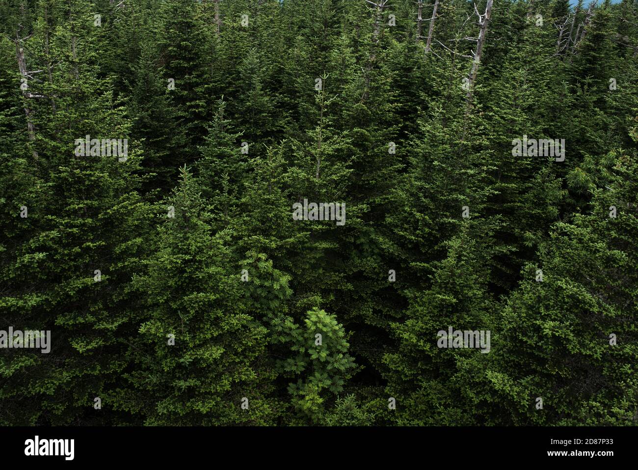 Forêt dense de sapins dans les Appalaches Banque D'Images