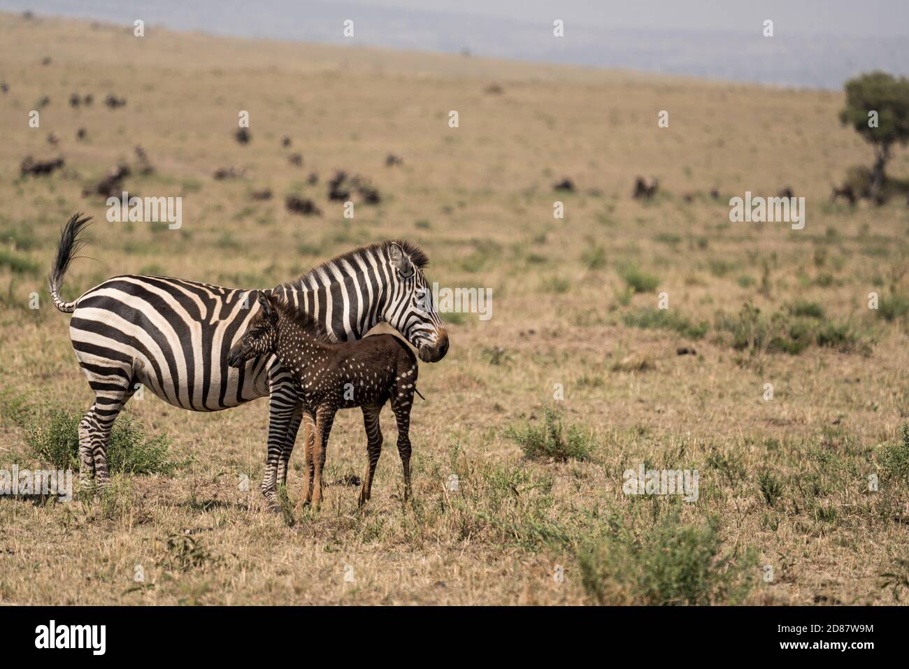 Le zèbre tacheté rare, 'Tira', avec sa mère dans le Maasai Mara, Kenya Banque D'Images