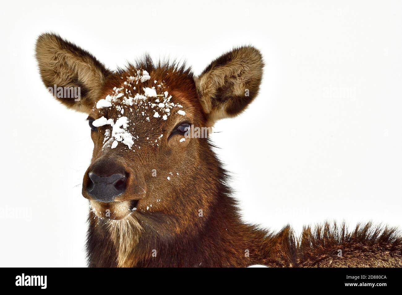 Une image portrait d'un wapiti femelle 'Cervus elaphus', visage et tête sur fond blanc dans les régions rurales du Canada de l'Alberta Banque D'Images