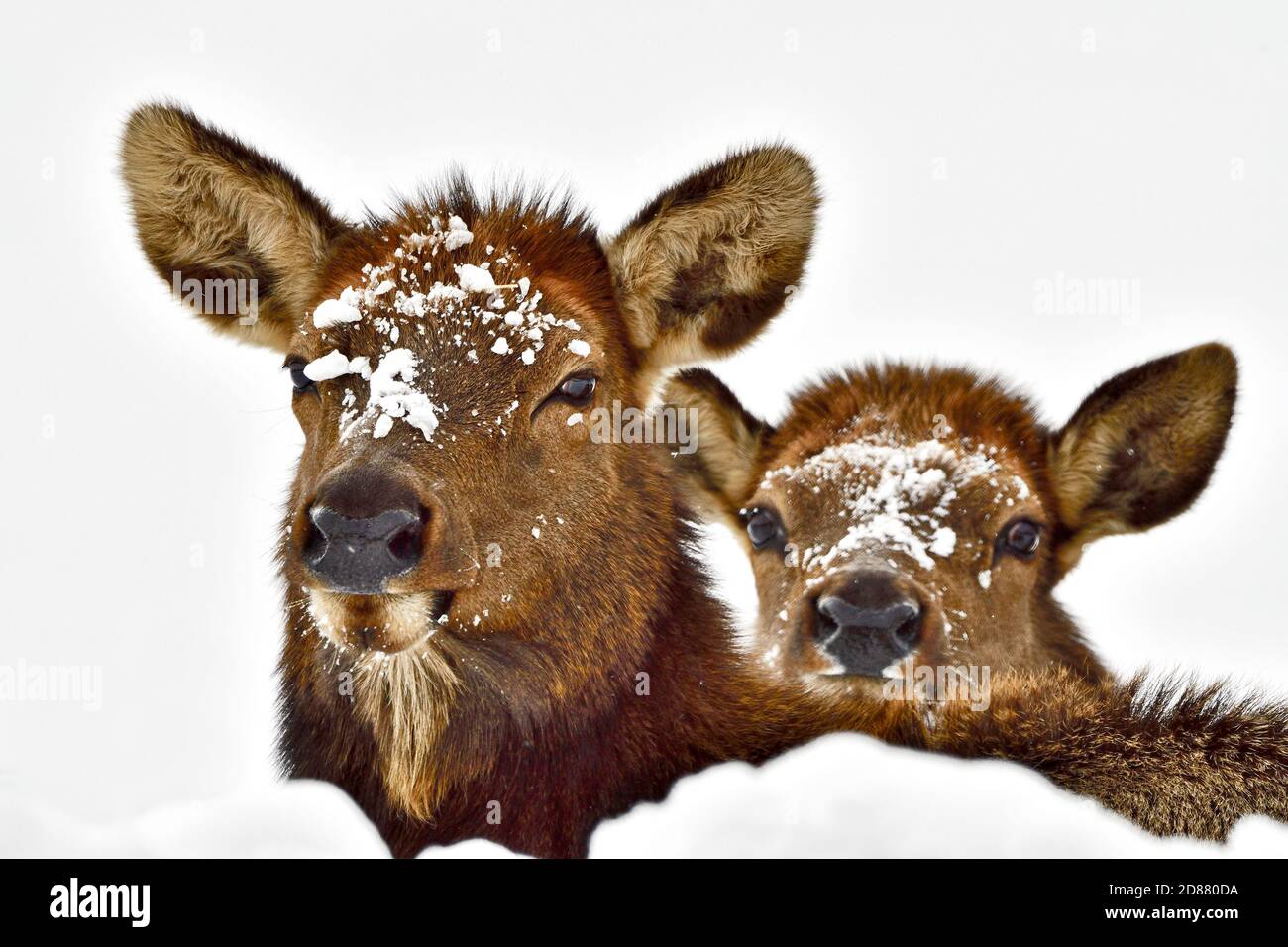 Une image portrait d'un wapiti sauvage avec son veau 'Cervus elaphus', regardant par-dessus son dos dans la neige d'hiver Banque D'Images