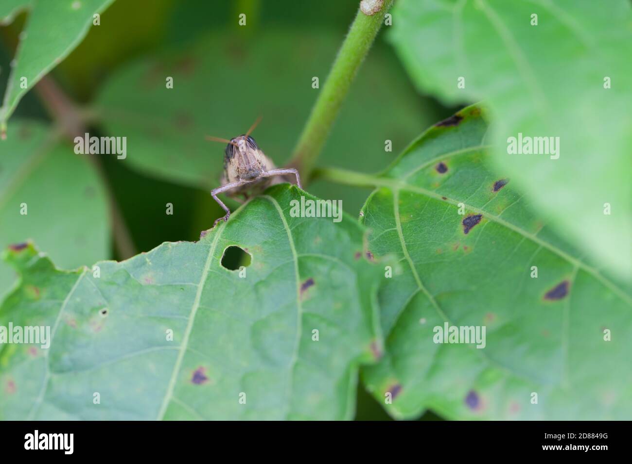 sauterelle dans la nature, macro Banque D'Images