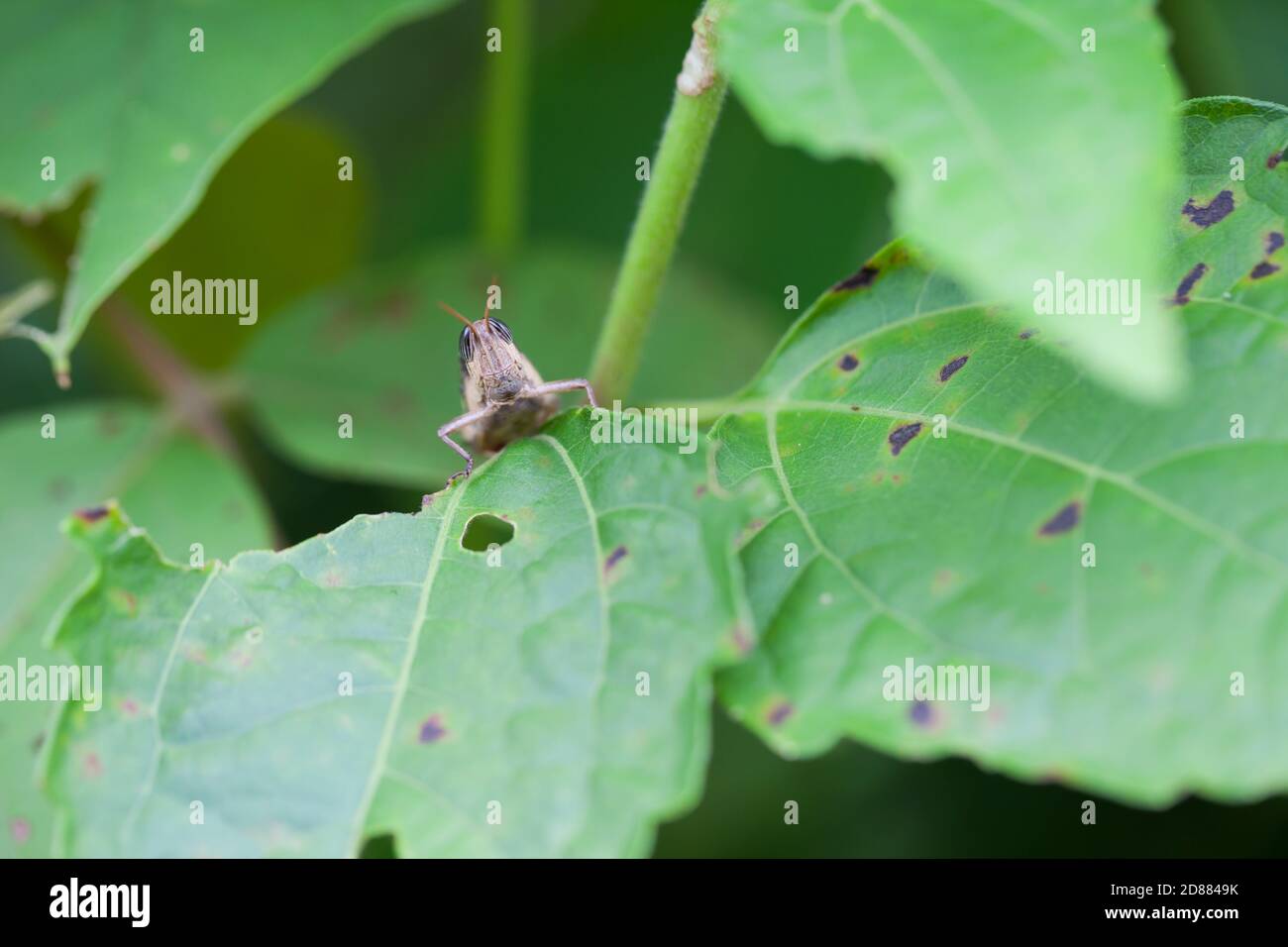 sauterelle dans la nature, macro Banque D'Images