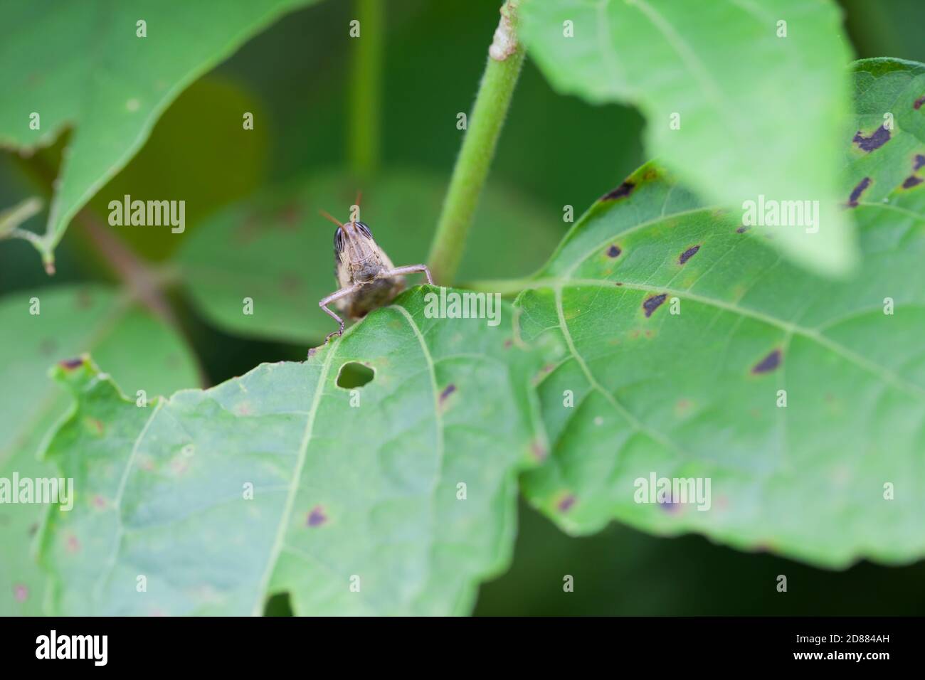 sauterelle dans la nature, macro Banque D'Images