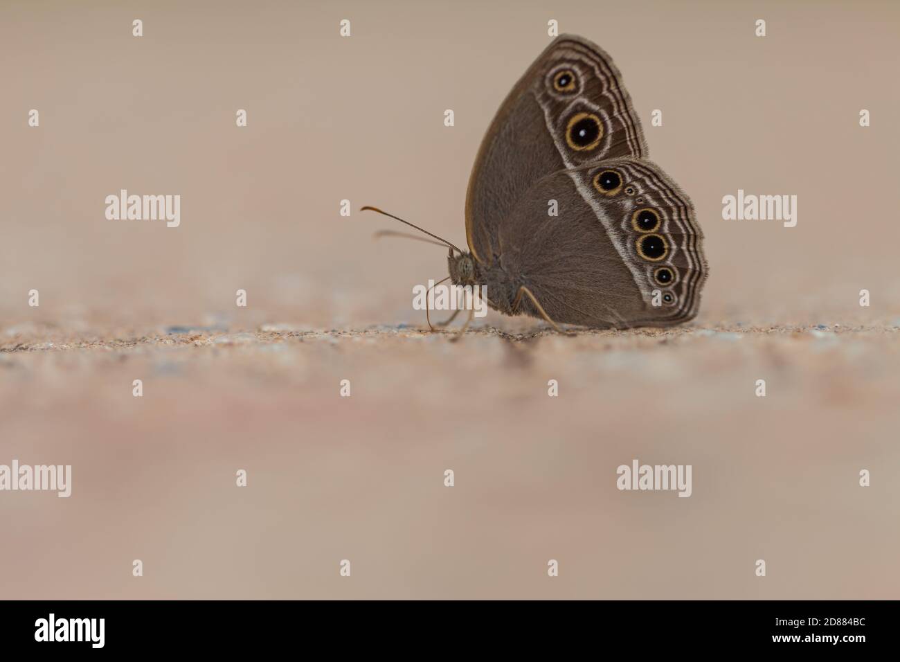 Beau papillon, papillon brun de soirée commun Banque D'Images