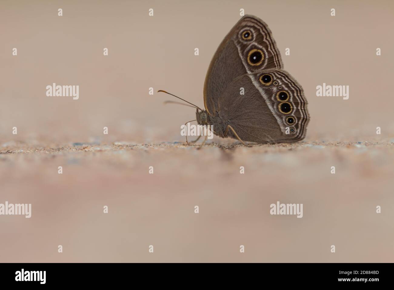 Beau papillon, papillon brun de soirée commun Banque D'Images