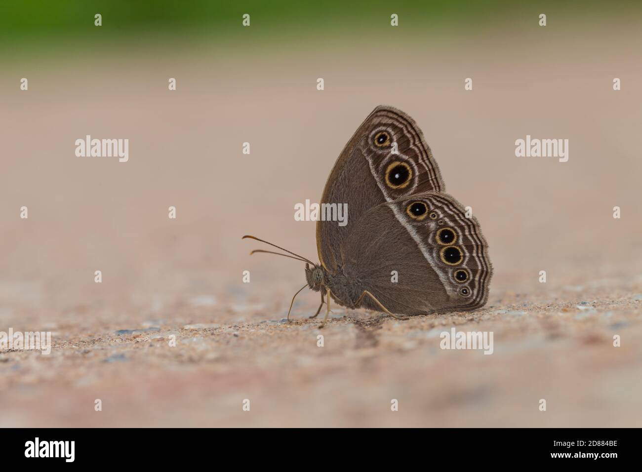 Beau papillon, papillon brun de soirée commun Banque D'Images