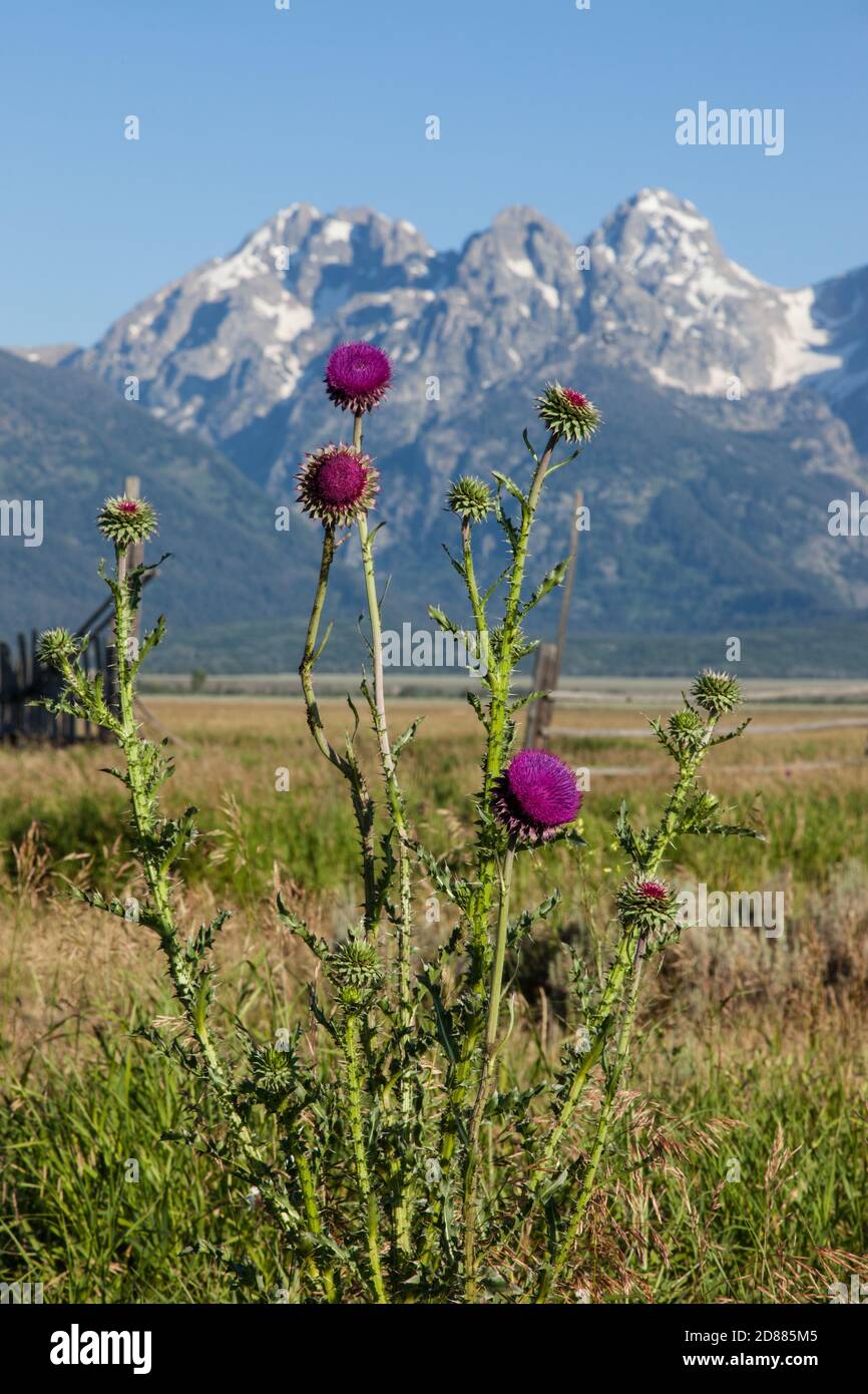 Musk Thistle, Carduus nutans, en pleine floraison dans le parc national de Grand Teton, Wyoming, aux États-Unis. La plage de Teton est en arrière-plan. Banque D'Images