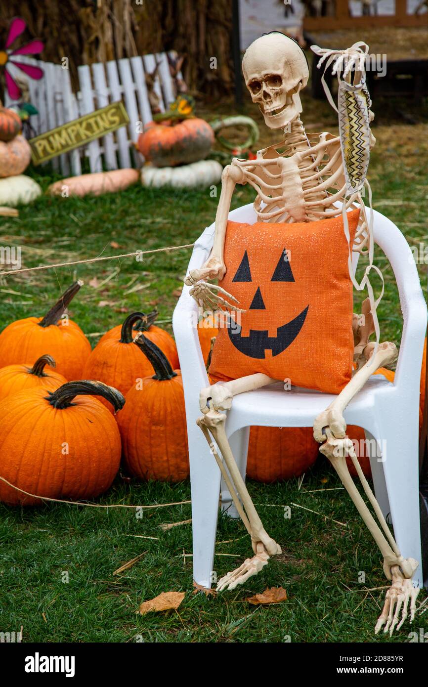 Les citrouilles et un squelette servent de décorations d'Halloween dans une ferme de Leo-Cedarville, Indiana, États-Unis. Banque D'Images