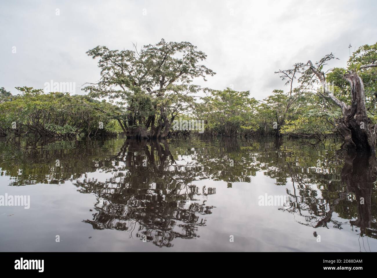 La forêt amazonienne inondée de la réserve naturelle de Cuyabeno en Équateur. Banque D'Images