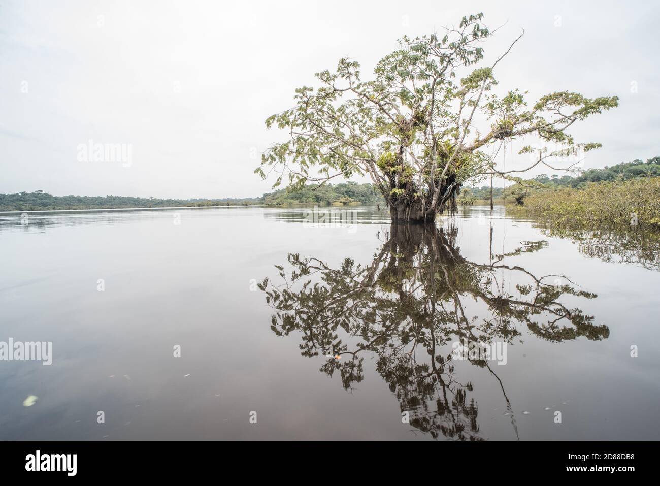 La forêt amazonienne inondée de la réserve naturelle de Cuyabeno en Équateur. Banque D'Images