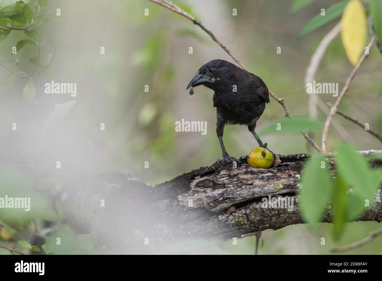 Un petit cactus (Geospiza scandens) qui pecte un trou dans un fruit pour manger les intérieurs dans le parc national des îles Galapagos en Équateur. Banque D'Images