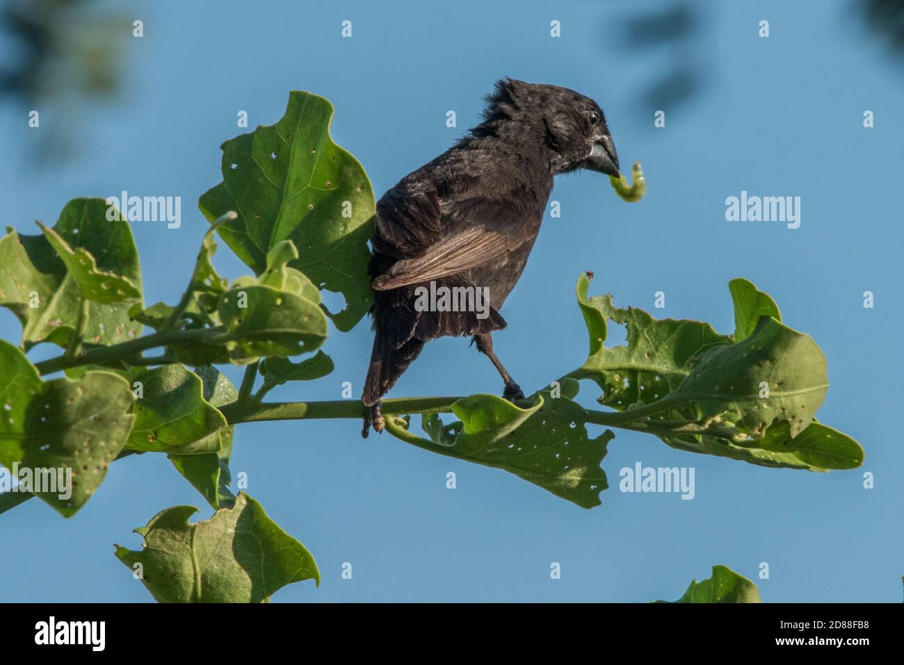 Un petit arbre finch (Camarhynchus parvulus), l'un des Darwins Finches, mangeant une chenille dans les îles Galapagos en Equateur. Banque D'Images