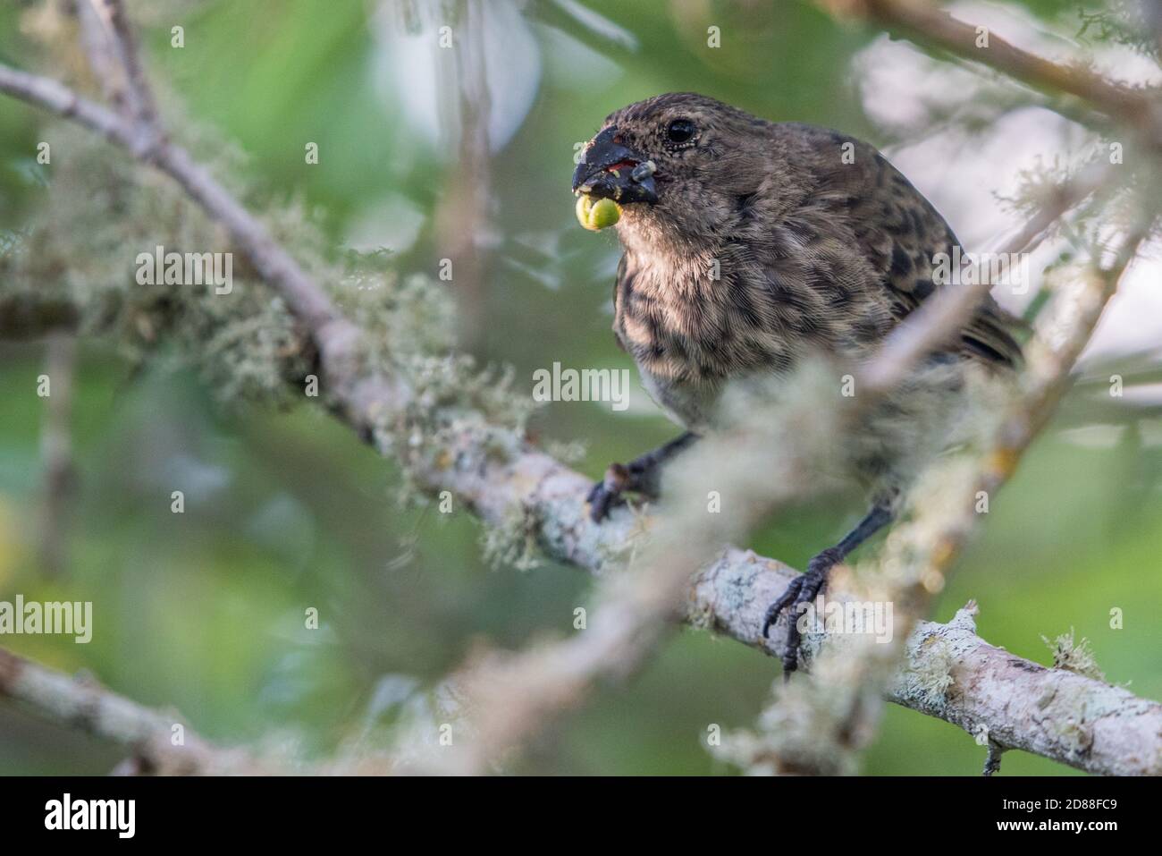 Le grand arbre finch (Camarhynchus psittacula) l'une des finches de Darwin des îles Galapagos se nourrissant de graines. Banque D'Images