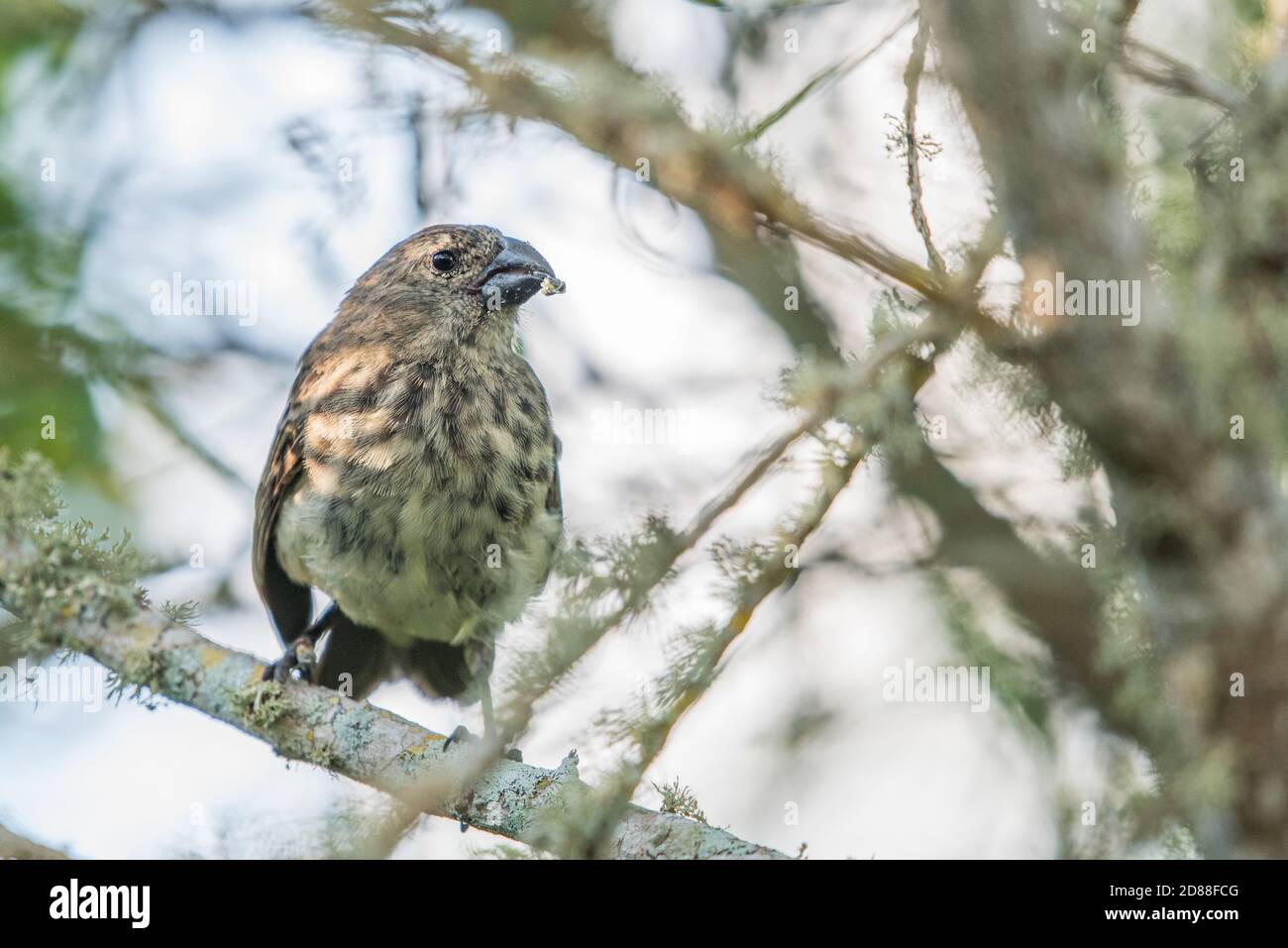 Un grand arbre finch (Camarhynchus psittacula) l'un des Darwins finches qui l'a aidé à développer la théorie de l'évolution dans les îles Galapagos. Banque D'Images