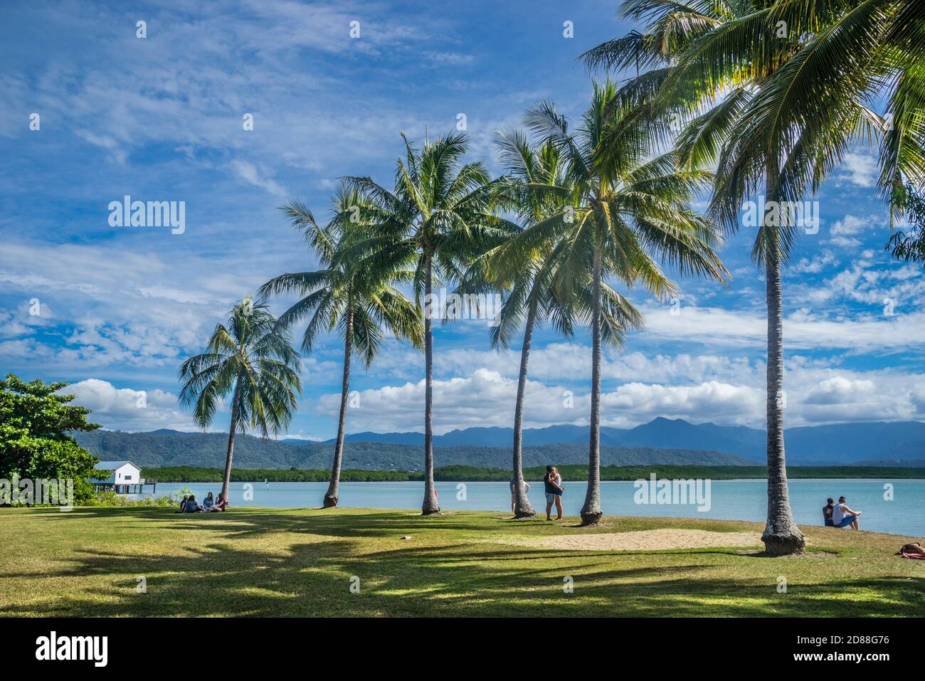 parc Rex Smeal bordé de palmiers, Port Douglas, Queensland du Nord, Australie Banque D'Images