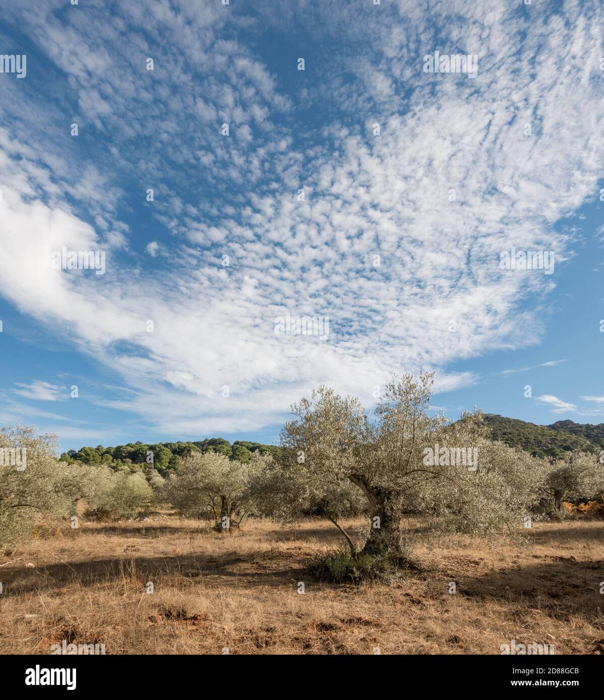 Oliviers, oliviers, paysage méditerranéen, Andalousie, Espagne. Banque D'Images