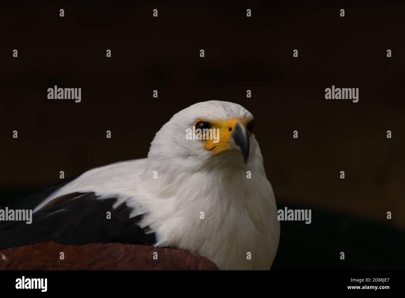 Gros plan sur l'aigle de la mer africaine Banque D'Images