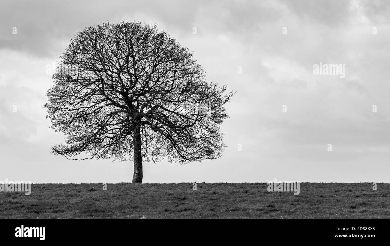 Arbre unique en monochrome Banque D'Images