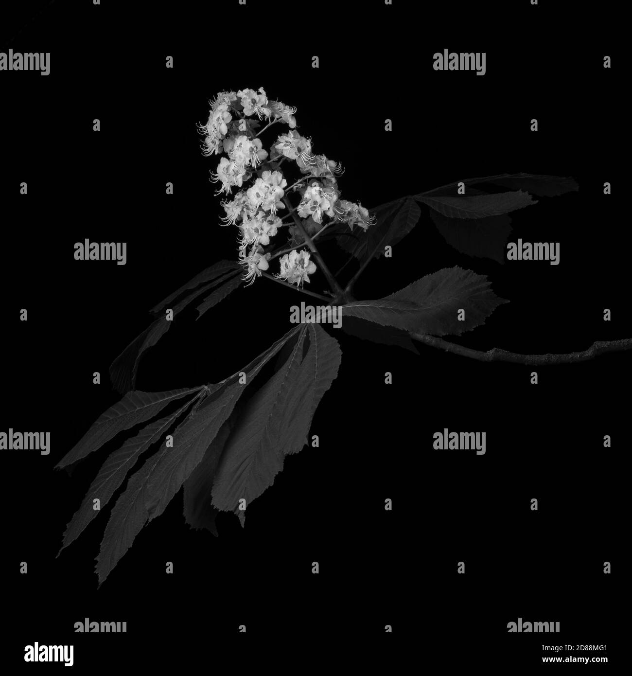 Blossom d'arbre de châtaignier à cheval dans Spring Shot dans le studio En noir et blanc monochrome Banque D'Images