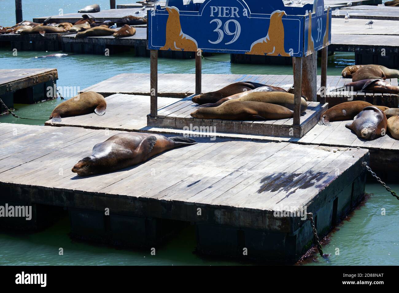 Sea Lions, Pier 39, San Francisco, Californie Banque D'Images