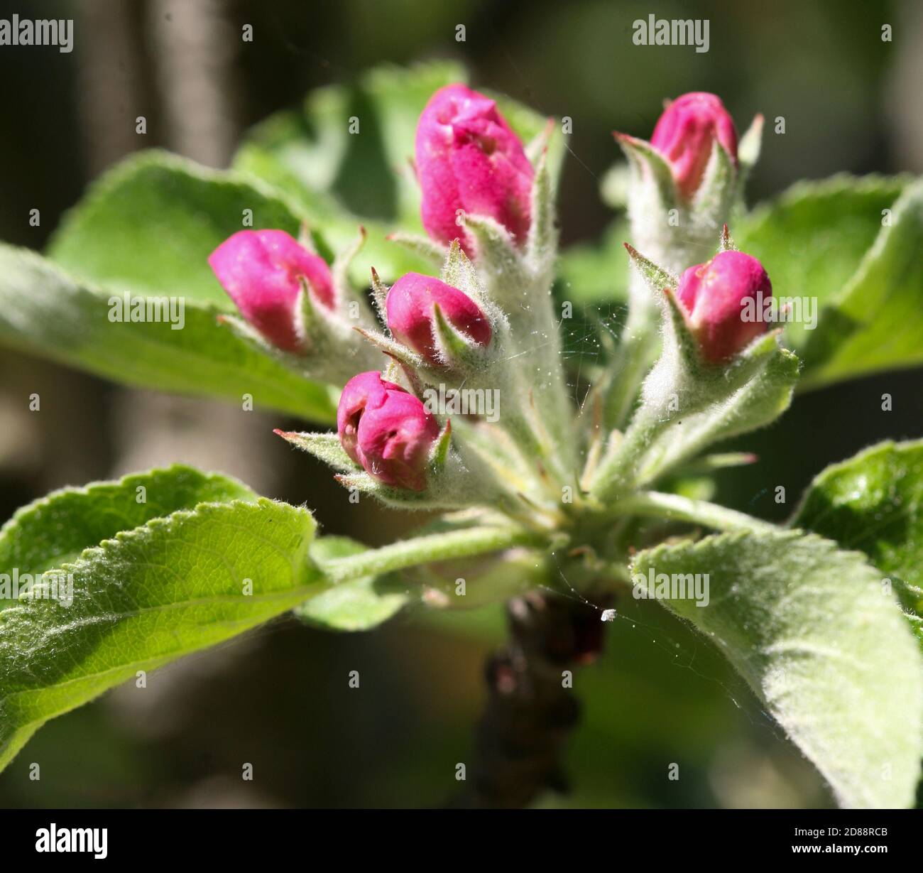 FLEUR DE POMME Malus domestica Banque D'Images