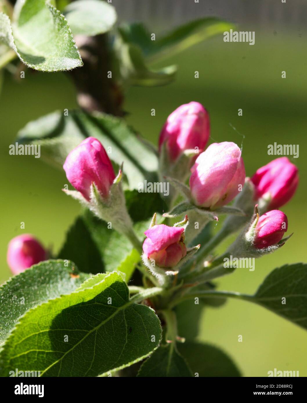 FLEUR DE POMME Malus domestica Banque D'Images