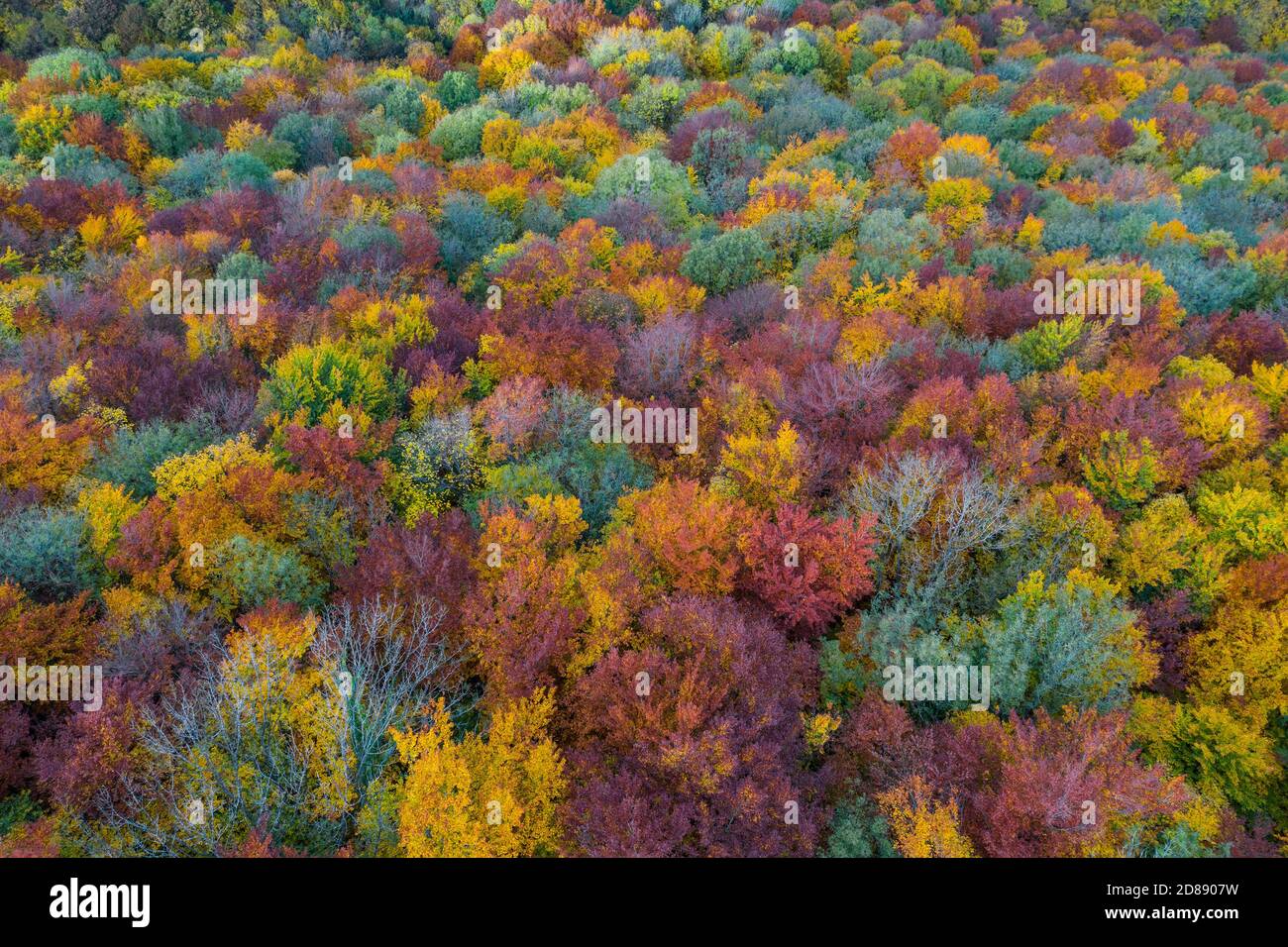 Forêt d'automne colorée d'en haut Banque D'Images