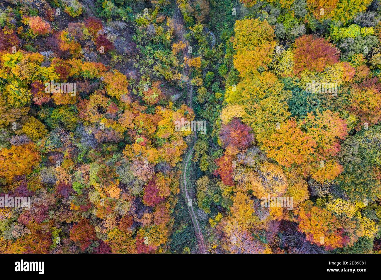Un chemin à travers la forêt d'automne colorée d'en haut Banque D'Images