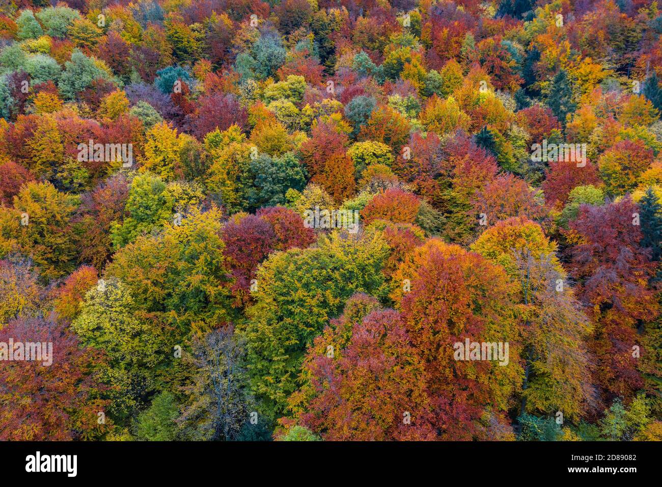 Forêt d'automne colorée d'en haut Banque D'Images