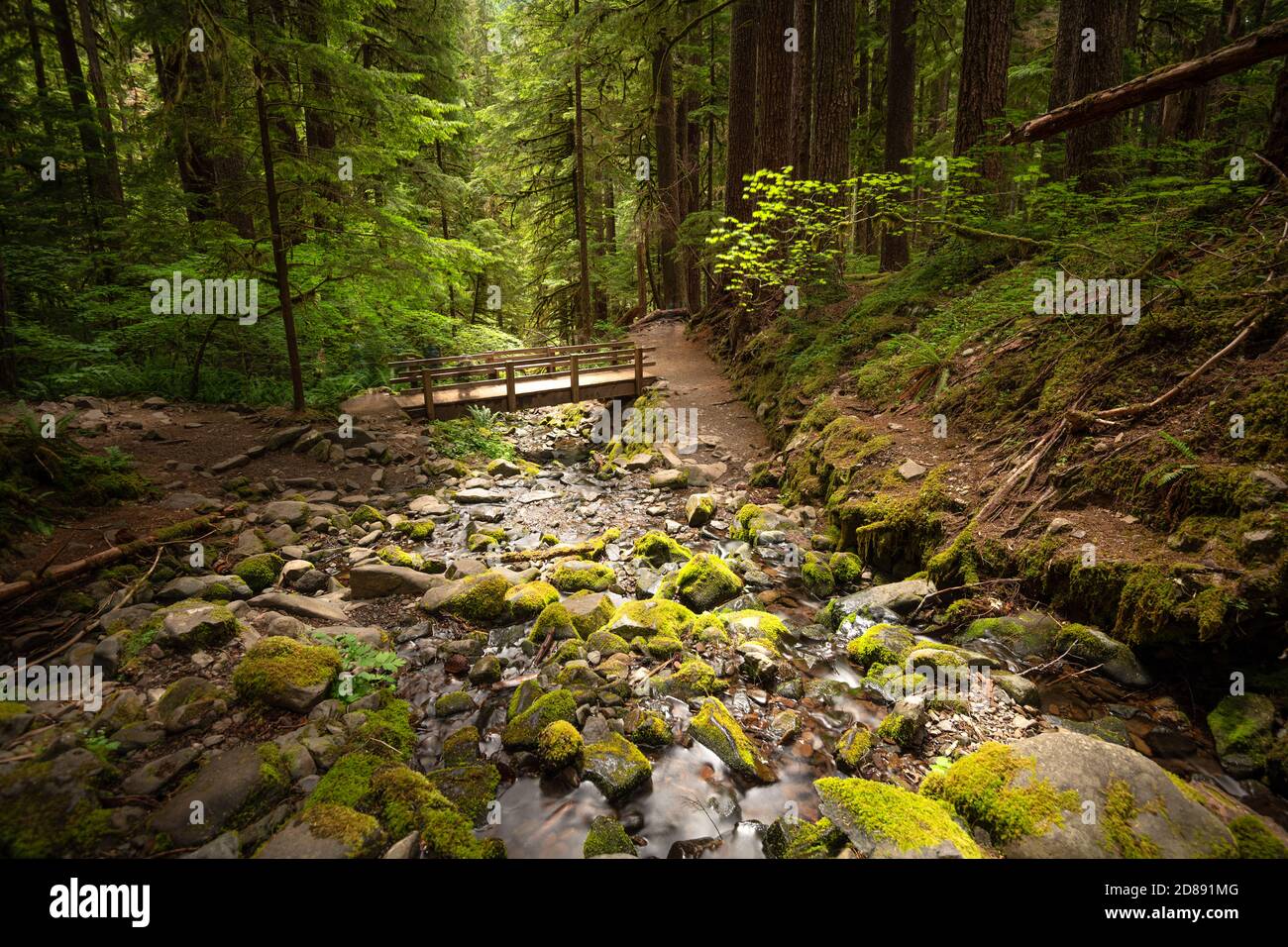 Olympic National Park, Washington, USA sur la piste de Sol Duc Falls. Banque D'Images