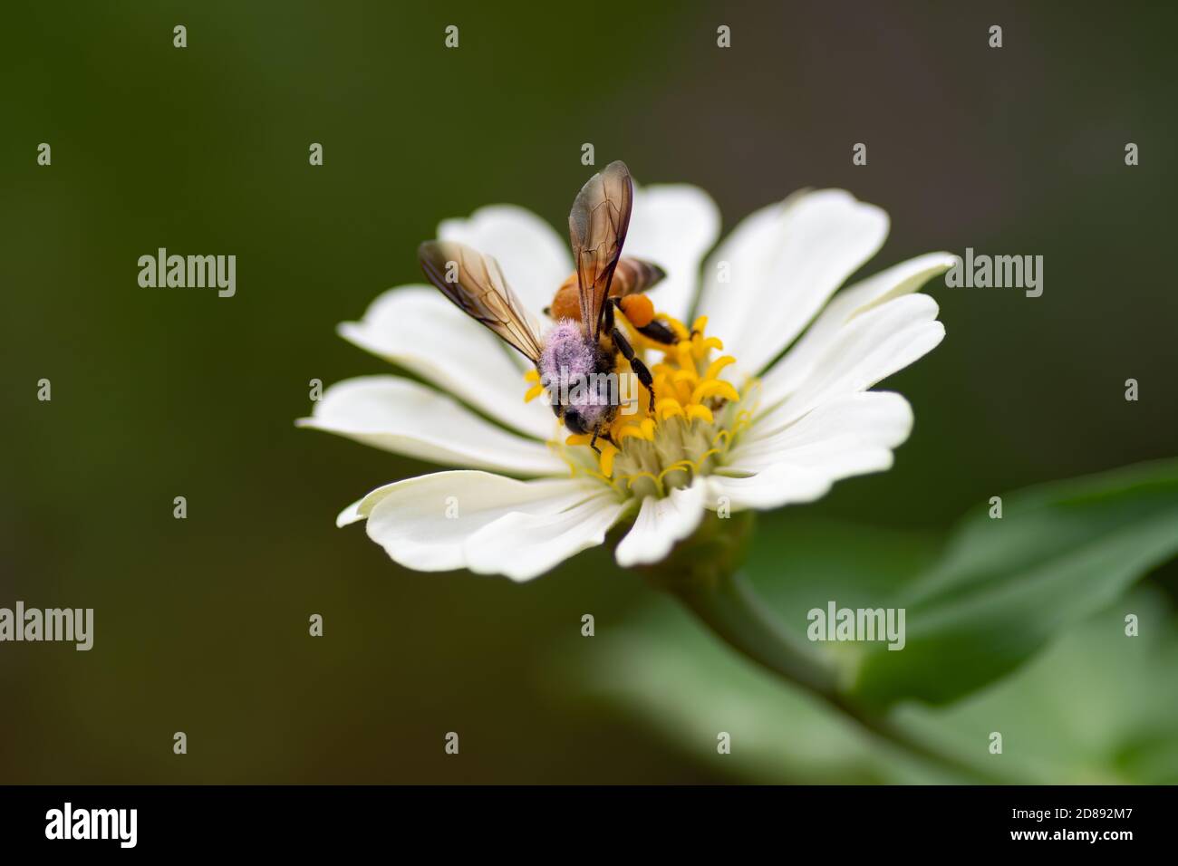 Abeille (APIs) sur un blanc zinnia dans le jardin. Banque D'Images