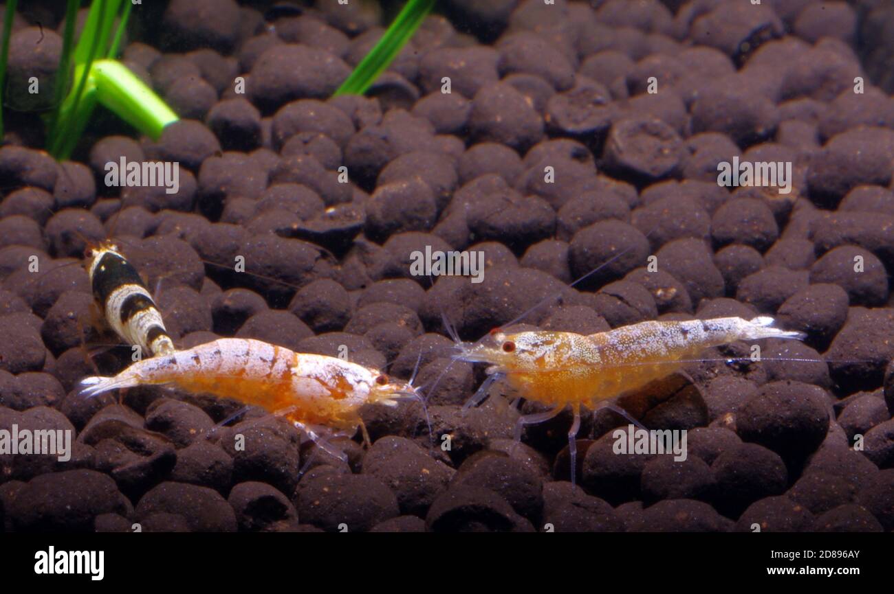 Crevettes d'eau douce, Caridina sp. Cf. Breviata Banque D'Images