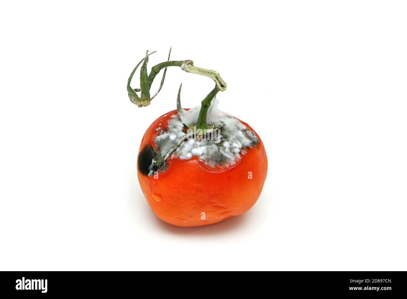 Image d'une tomate pourrie isolée sur fond blanc. Banque D'Images