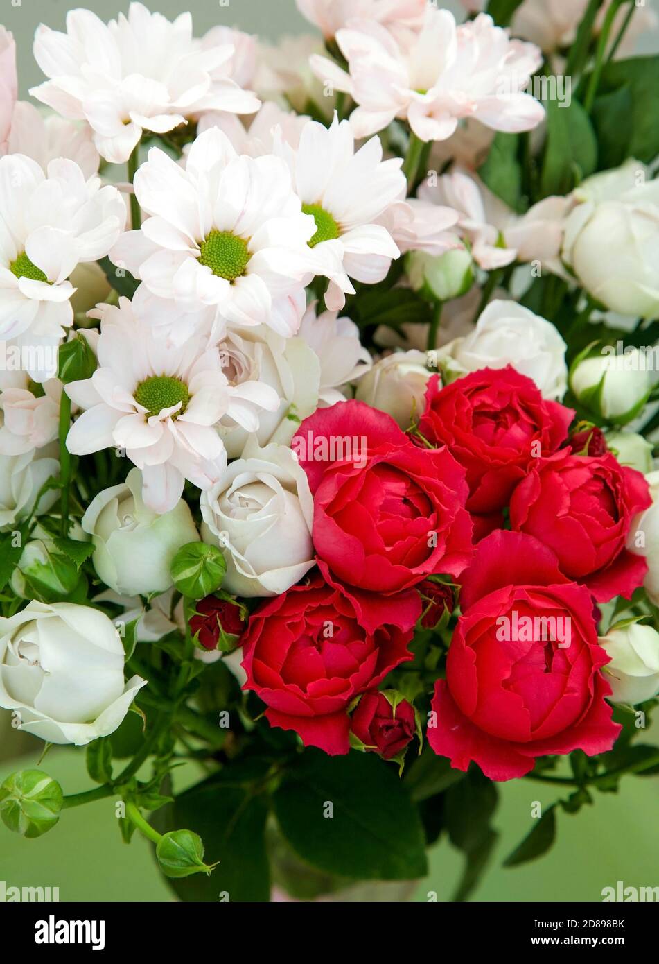 Bouquet de félicitations de roses blanches et rouges avec chrysanthèmes Banque D'Images