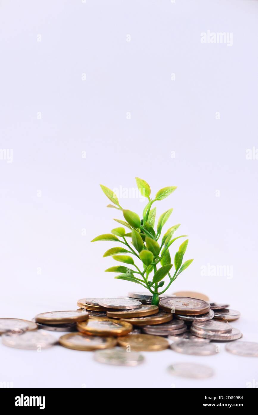 Gros plan sur le jeune plan qui grandit avec des pièces. Banque D'Images
