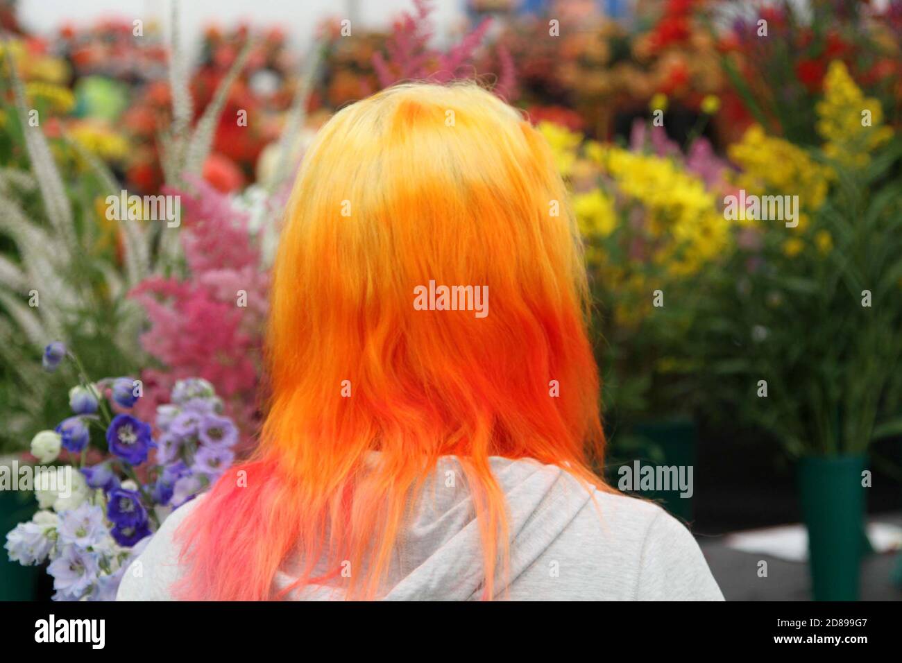 Rozelle Park, Ayr, South Ayrshire, Écosse, Royaume-Uni. 06 août 2011. Spectacle de fleurs d'Ayr, le spectacle annuel de fleurs et d'horticulture se tient sur trois jours. Une femme aux cheveux mutli-nuagés regarde les chrysanthèmes Banque D'Images