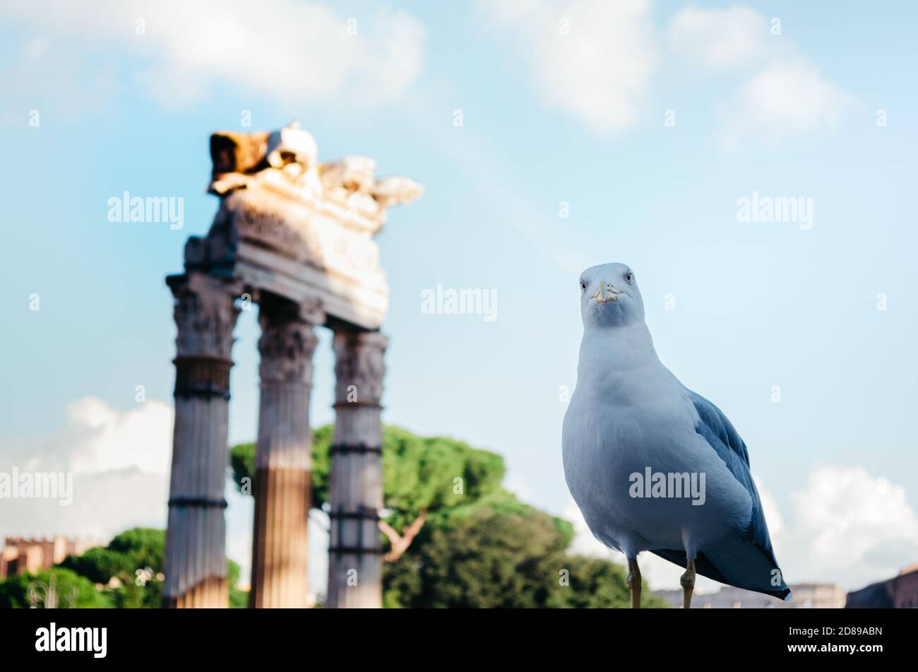 Rome, Italie - UN mouette original regardant directement la caméra avec curiosité avec des structures romaines anciennes détériorées en arrière-plan. Banque D'Images