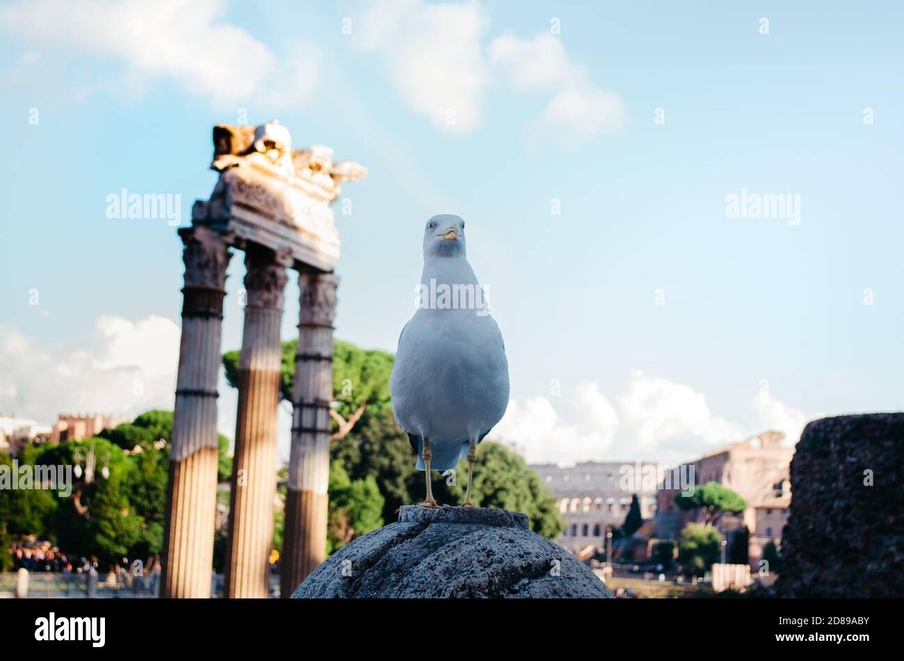 Rome, Italie - UN mouette excentrique qui s'éloigne tout en posant avec des structures romaines anciennes détériorées en arrière-plan. Banque D'Images