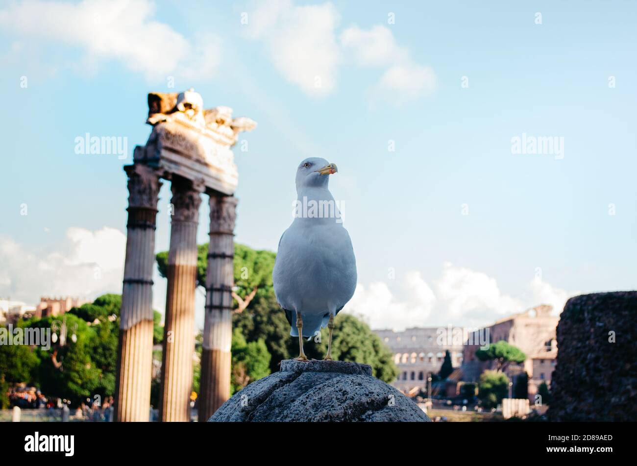 Rome, Italie - UN mouette excentrique qui s'éloigne tout en posant avec des structures romaines anciennes détériorées en arrière-plan. Banque D'Images