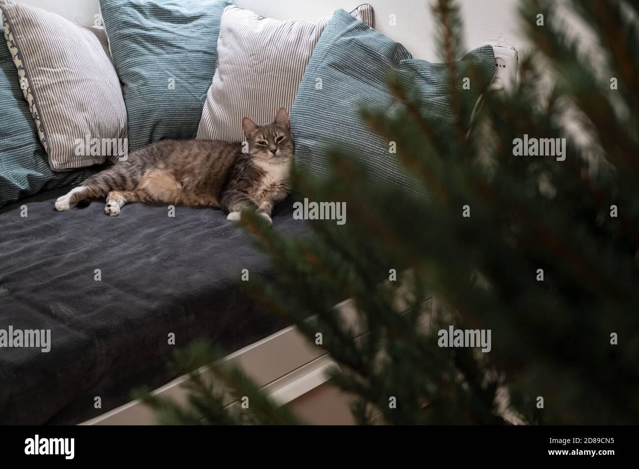 Mignon, adorable chat est de se détendre sur un canapé doux parmi les oreillers et regarde l'arbre de Noël. Banque D'Images
