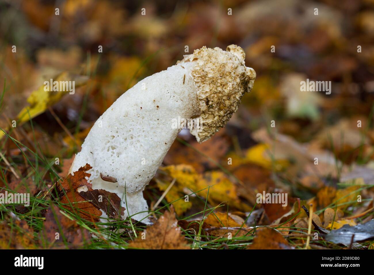 Flaccide Stinkhorn commune entre les feuilles d'automne Banque D'Images