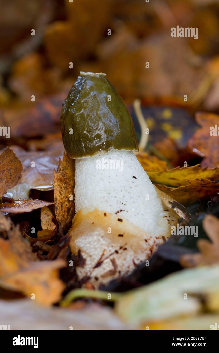 Slimy Stinkhorn commun entre les feuilles d'automne Banque D'Images