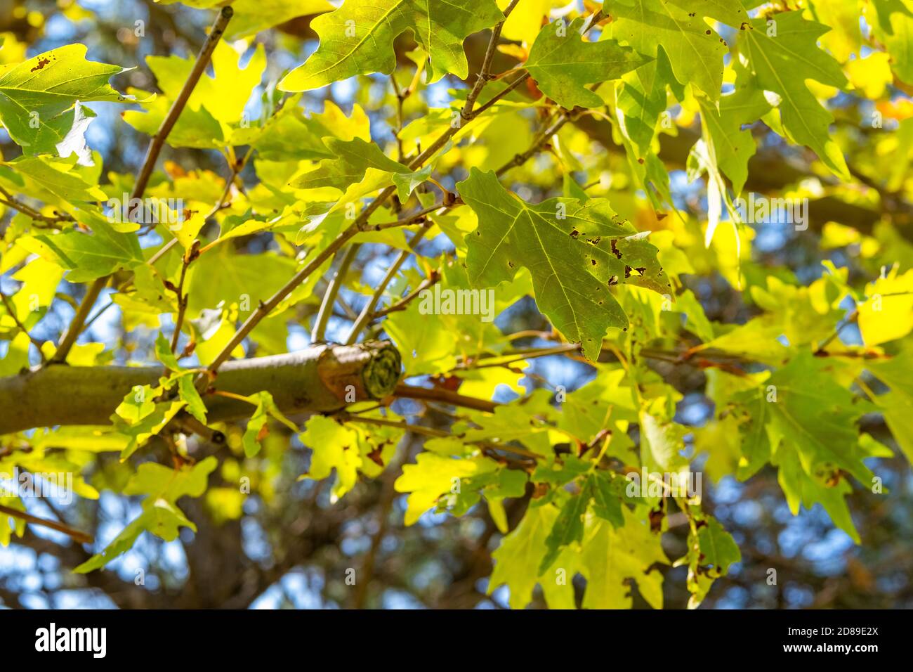 Feuilles d'arbre de plan vert sur les branches d'arbre avec lumière du soleil. Platanus orientalis, Sycamore du Vieux monde, Plan oriental, grand arbre à feuilles caduques Banque D'Images