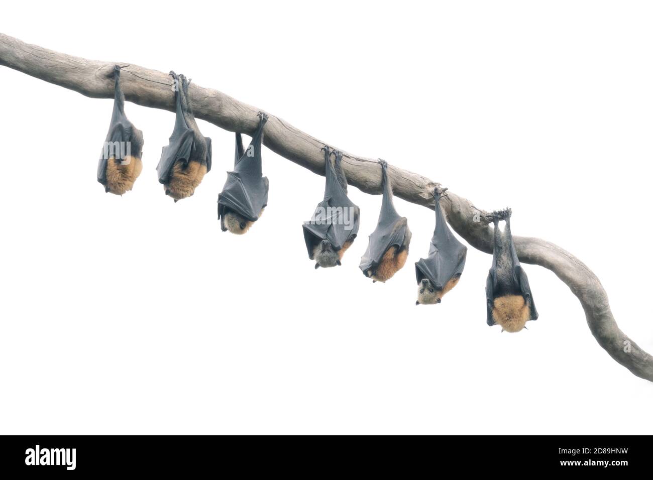 Rangée de chauves-souris volantes à tête grise accrochées à une branche, en Australie Banque D'Images