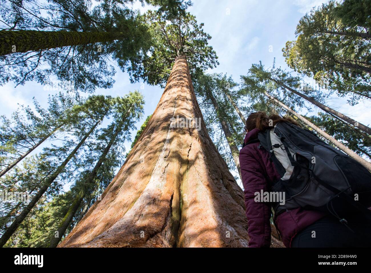Vue arrière d'une femme qui regarde un séquoias géant, parc national Sequoia, Californie, États-Unis Banque D'Images